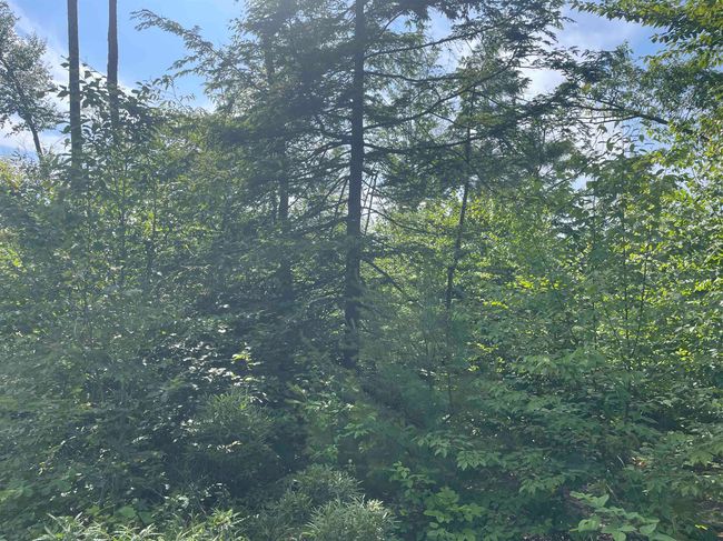 63 New Boston Rd, Home with 0 bedrooms, 0 bathrooms and null parking in Francestown NH | Image 14