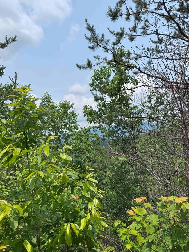 88 acres Bolden Branch Rd, Home with 0 bedrooms, 0 bathrooms and null parking in Andrews NC | Image 22