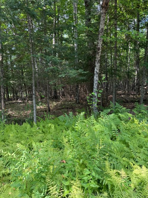 LT 26 Frank St Street, Magnetawan, ON, P0A1Z0 | Card Image