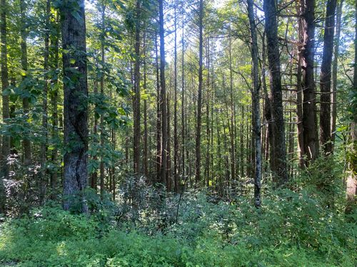 Tbd Cherokee Cir, Erwin, TN, 37650 | Card Image