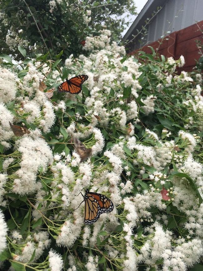 There is also a butterfly bush near the kitchen which allows a magnificent display of migrating monarchs in October, as well as other amazing pollinators then and in the spring. | Image 17