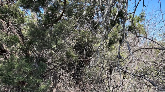 0 State Highway 46 W, Home with 0 bedrooms, 0 bathrooms and null parking in Spring Branch TX | Image 10