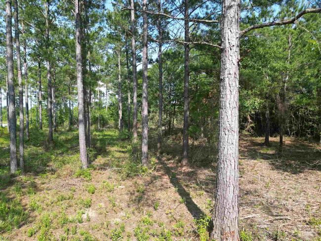 7724 Tidwell Rd, Home with 0 bedrooms, 0 bathrooms and null parking in Pace FL | Image 12