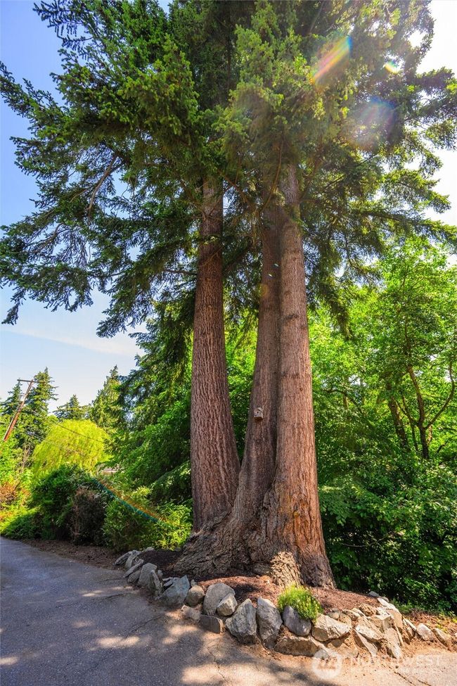 Incredible Trees | Image 36
