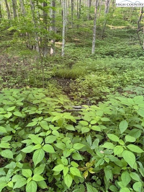 57 Beechwood Cir, Creston, NC, 28615 | Card Image