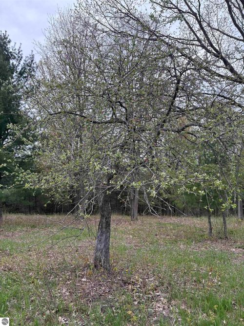 0 Shanty Creek Rd, Bellaire, MI, 49615 | Card Image