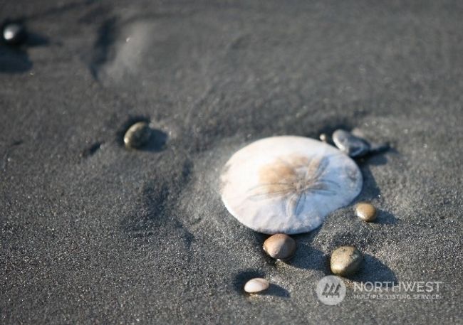 There are few places you can still find shells on the beach | Image 14