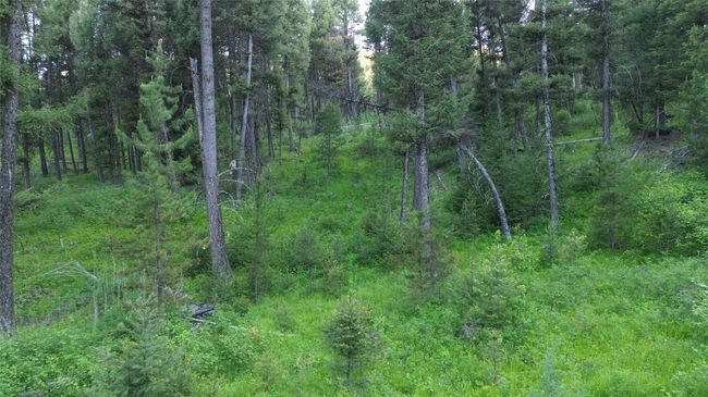 Mature Trees | Image 25