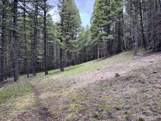 653 Canyon Hollow Lane, Home with 0 bedrooms, 0 bathrooms and null parking in Helmville MT | Image 21