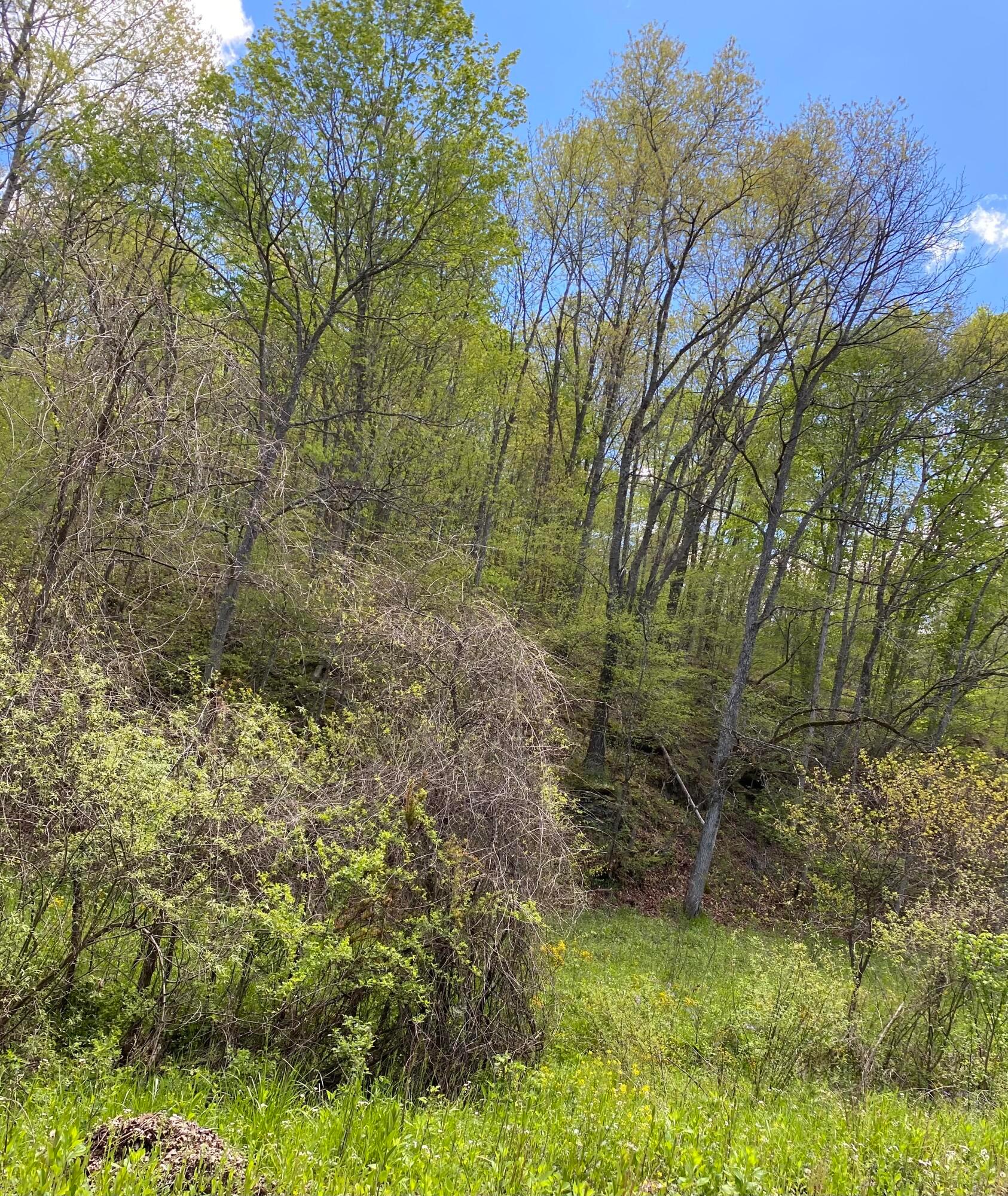 1345 Walters Road, Sold in Bidwell Zoocasa