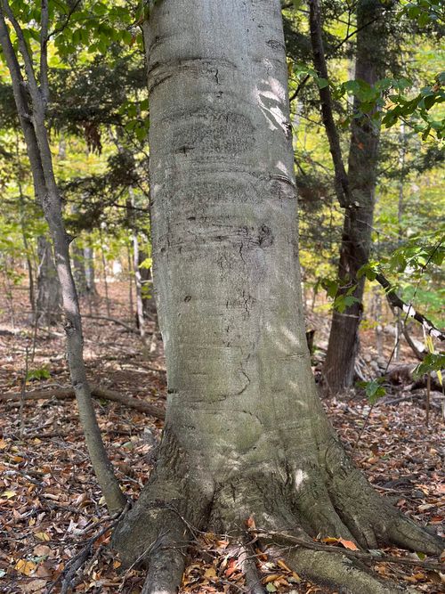 Lot 10 Block C Shorewood Drive, Crystal Lake Township, MI, 49623 | Card Image