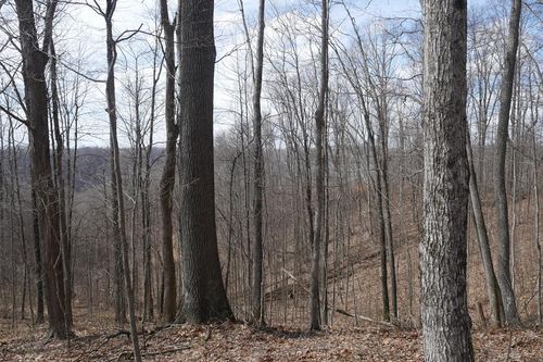 TBD Reynolds Ridge Rd, Bandy, VA, 24602 | Card Image