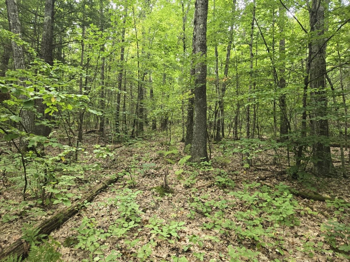 Land in Rockingham 3