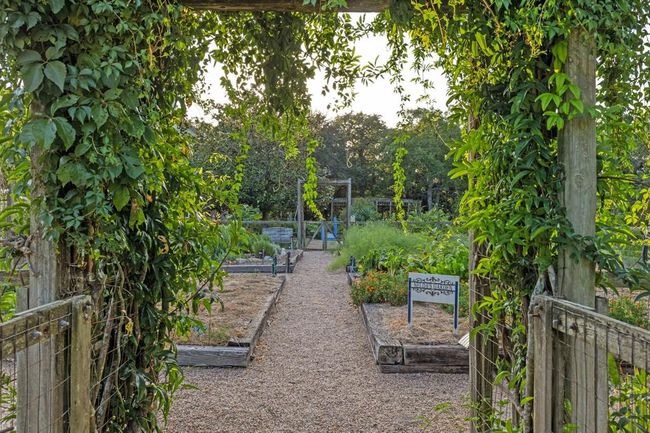 Producing vegetable garden. | Image 35