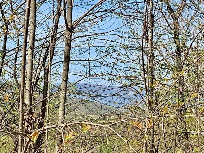 91 - 43 Old Burnt Mountain Rd, Home with 0 bedrooms, 0 bathrooms and null parking in Ellijay GA | Image 18