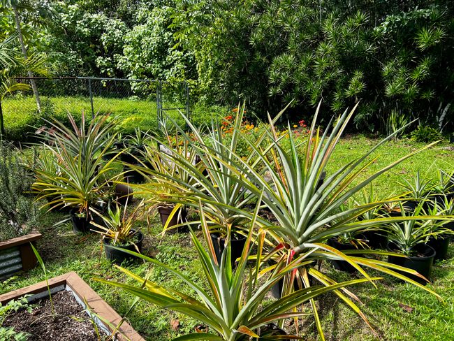 15-376 Puni Makai Loop S, House other with 3 bedrooms, 2 bathrooms and null parking in PAHOA HI | Image 19