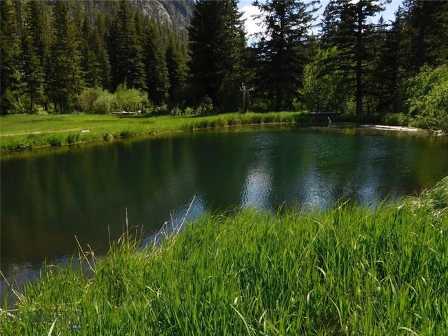 POND | Image 8