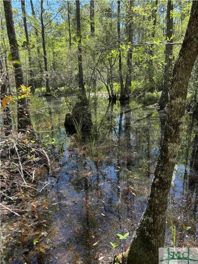 Cypress trees | Image 7