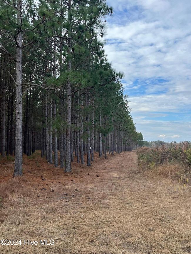 55618 Nc 210 Hwy, Home with 0 bedrooms, 0 bathrooms and null parking in Currie NC | Image 25