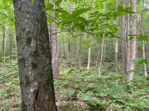 0 Maple St, North Troy, VT, 05859 | Card Image