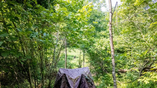 Cabin on 13 acres026 | Image 13