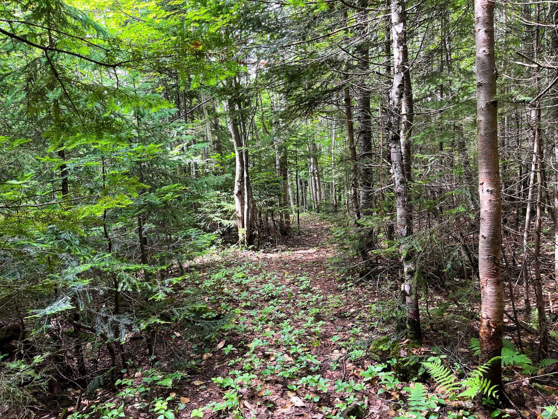 Land in Morin-Heights 3