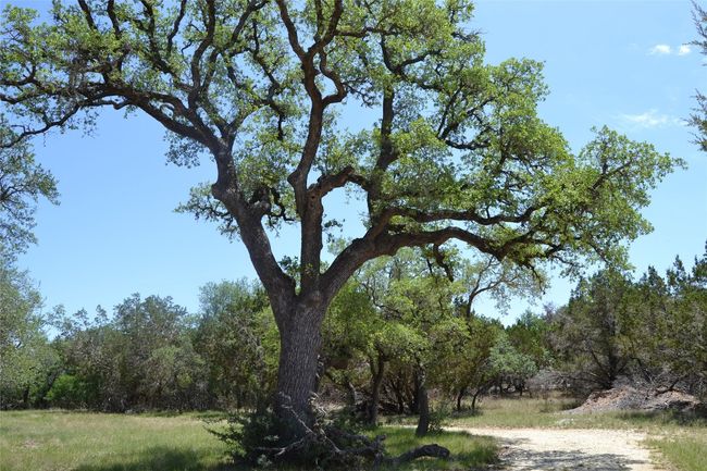 560 Longview Rd, Home with 0 bedrooms, 0 bathrooms and null parking in Dripping Springs TX | Image 37