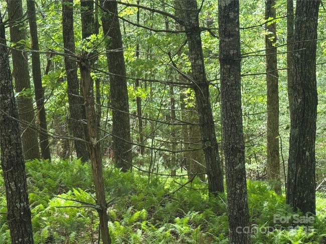 4 - 9999 Sassafras Ln, Home with 0 bedrooms, 0 bathrooms and null parking in Cedar Mountain NC | Image 32