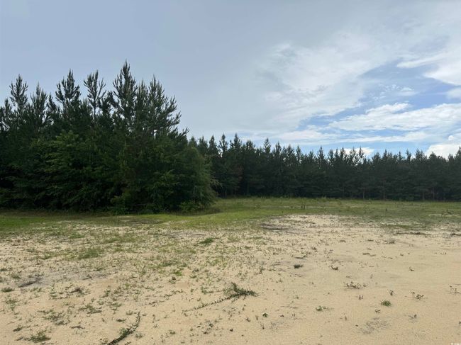 View of woods | Image 4