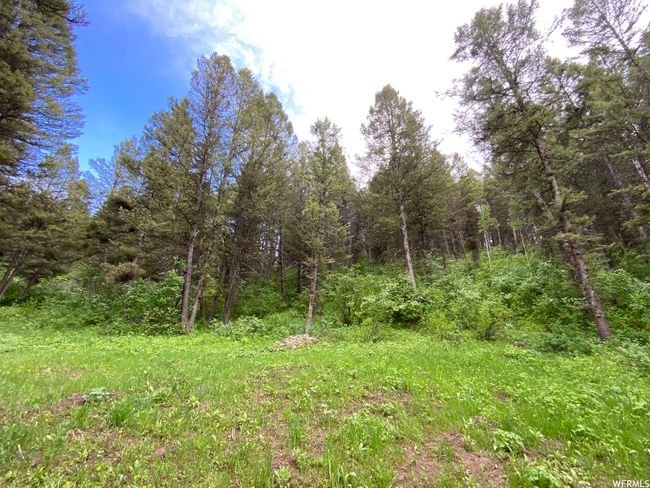 View of local wilderness | Image 68