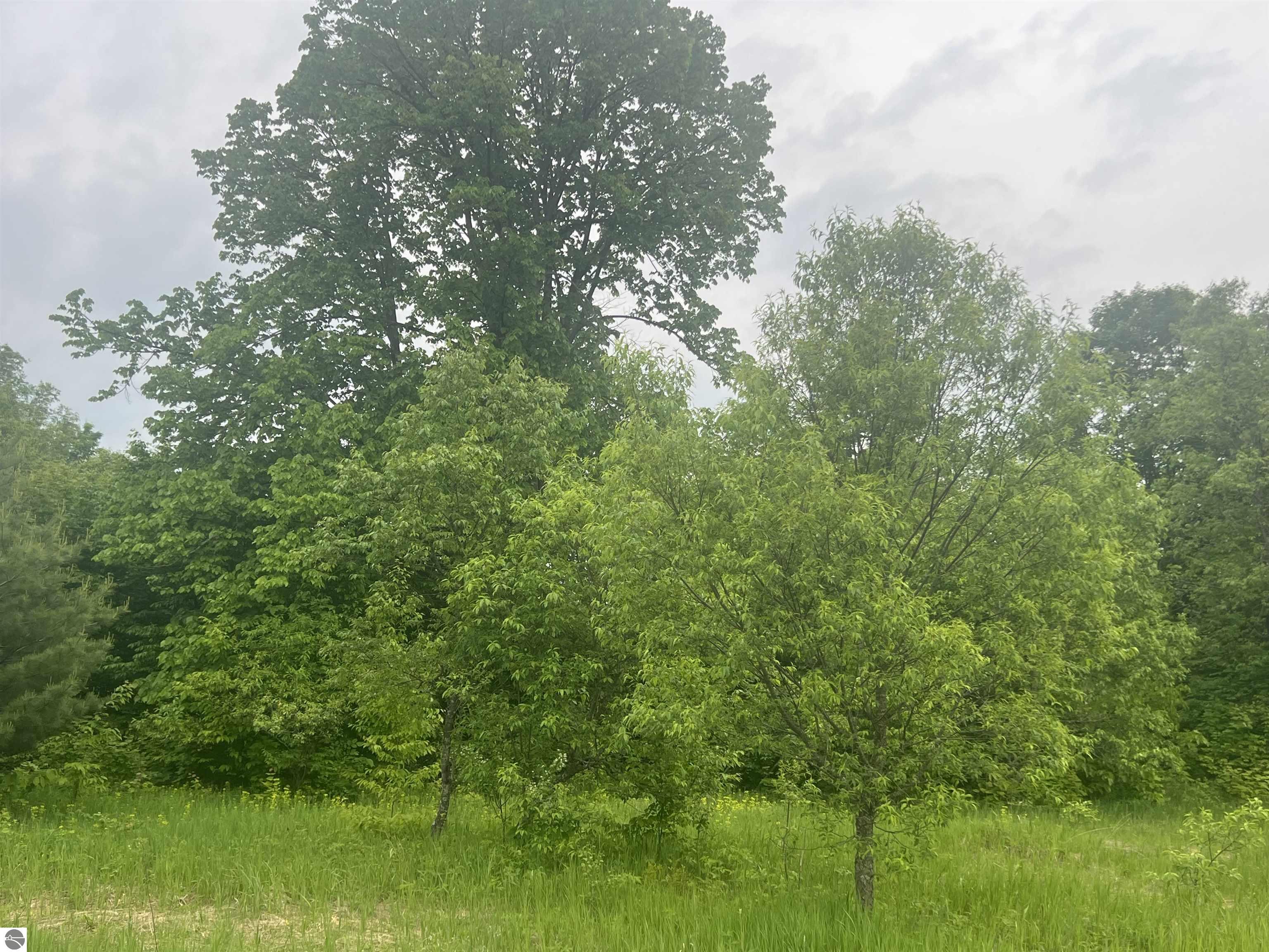 Land in Kalkaska 3