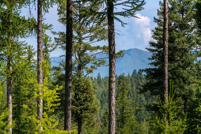 664 Saddlehorn Trl, Home with 0 bedrooms, 0 bathrooms and null parking in Bigfork MT | Image 30