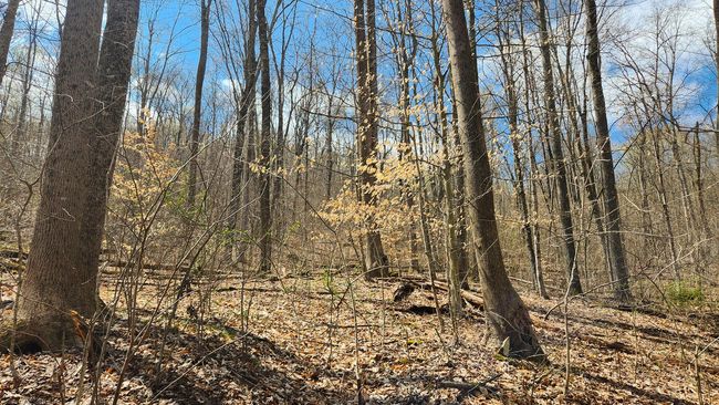 TRACT-1-PIKE-LAKE-GETAWA - 0 Pike Lake Rd, Home with 0 bedrooms, 0 bathrooms and null parking in Bainbridge OH | Image 6
