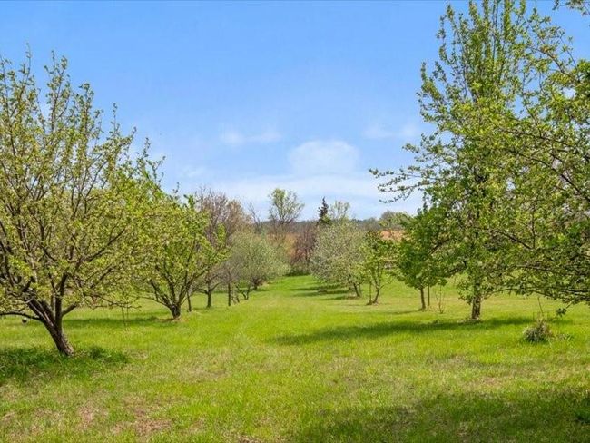 Apple orchard | Image 50