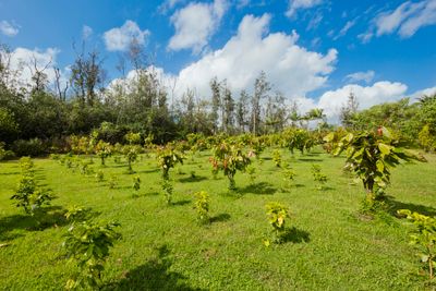 84 - 16-1487 39 Th Ave, Home with 0 bedrooms, 0 bathrooms and null parking in KEAAU HI | Image 3