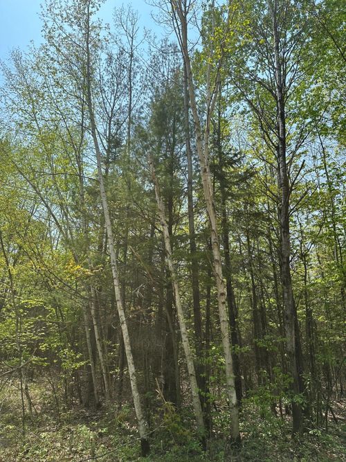 lot-11-ON Burrows Lake Rd, Tomahawk, WI, 54887 | Card Image