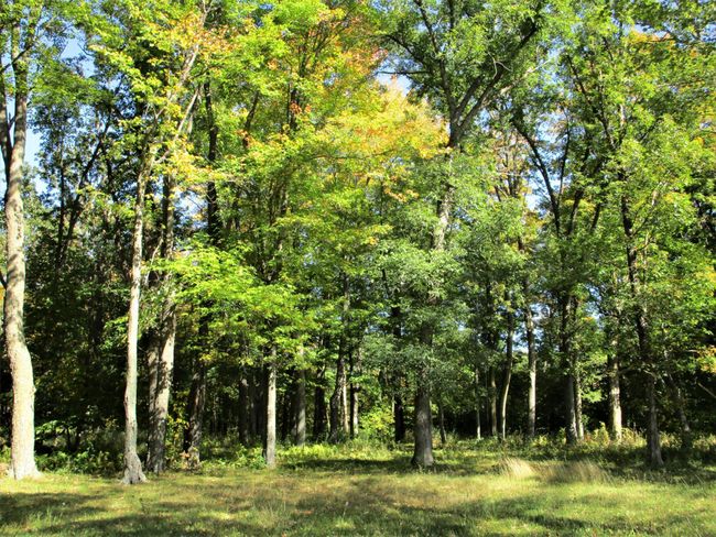 Wooded Land In Back | Image 33