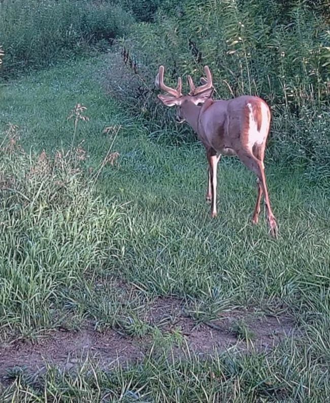 Deer on the property | Image 30