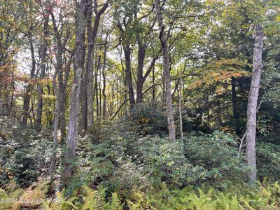 Wooded Lot | Image 1