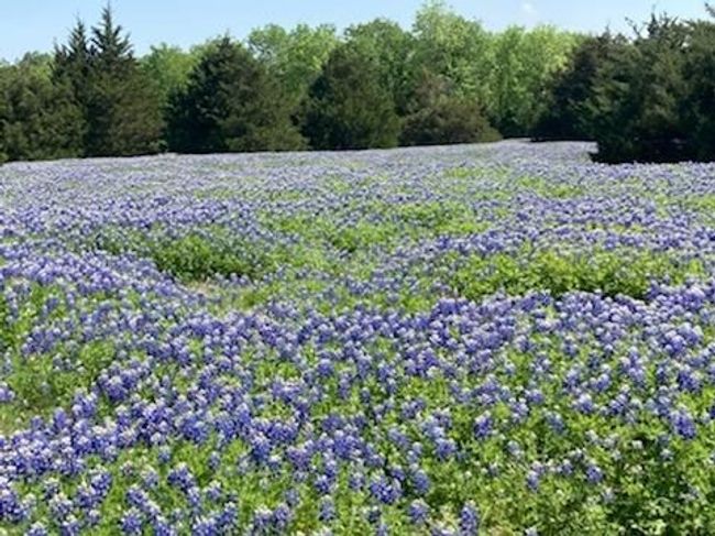 Beautiful native wildflowers cover much of the property. | Image 35