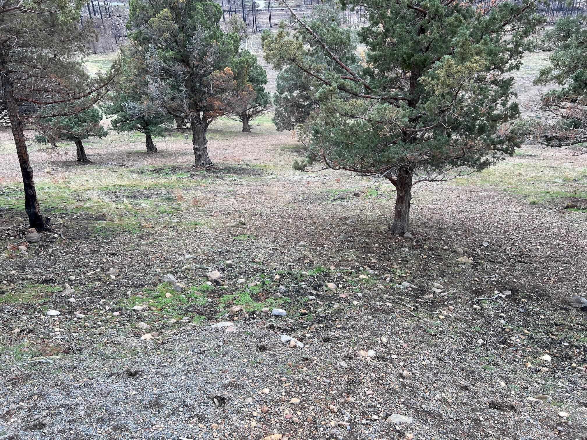 Land in Weed