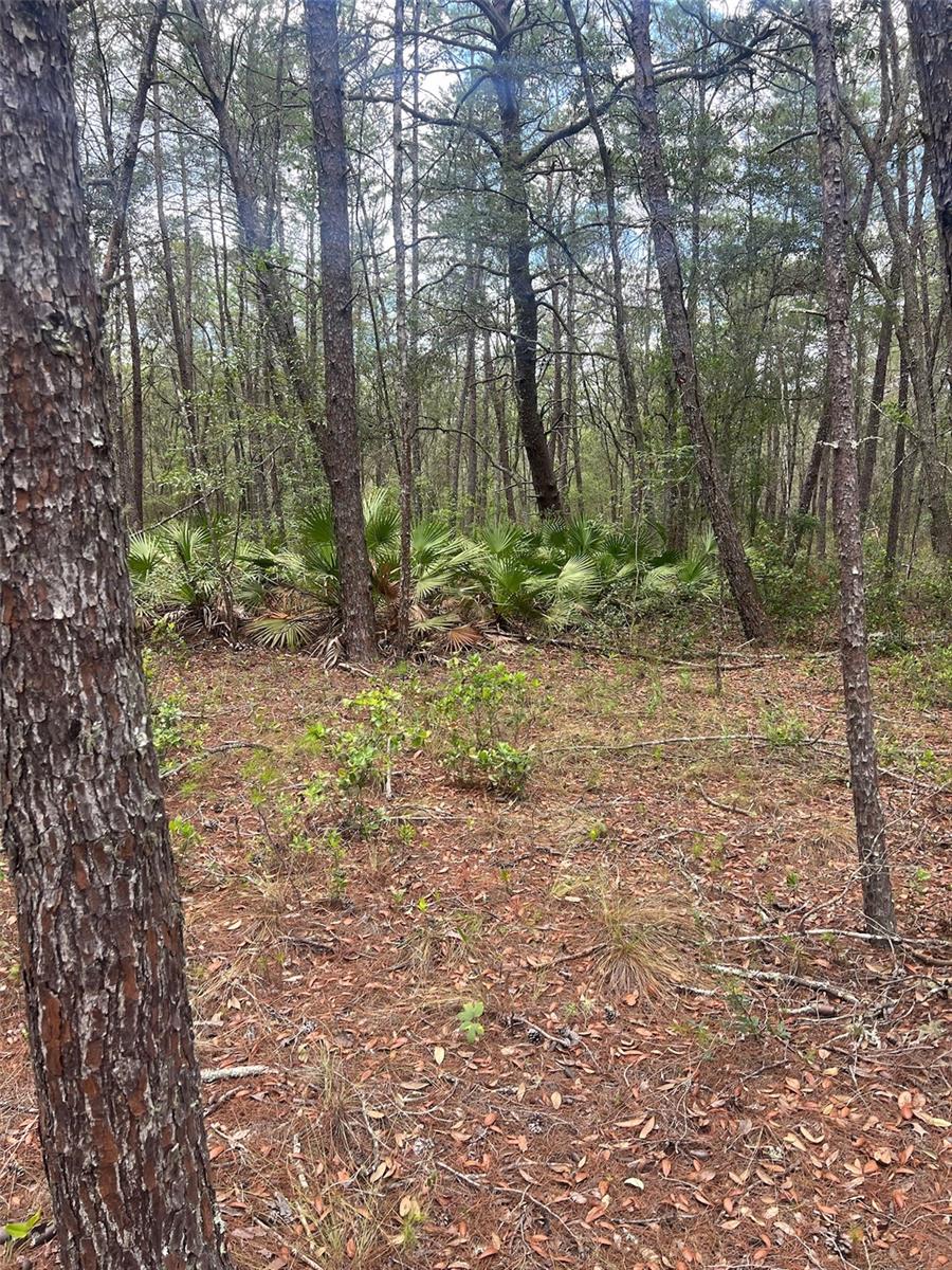 Land in INTERLACHEN 2