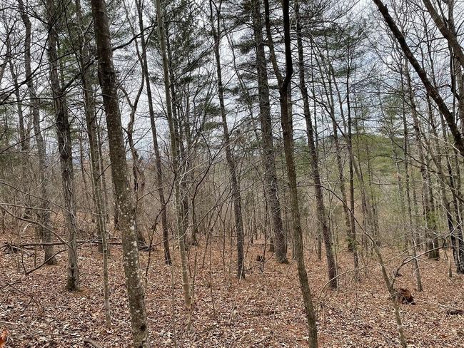 131 - 70 Estaline Valley Rd, Home with 0 bedrooms, 0 bathrooms and null parking in CRAIGSVILLE VA | Image 4