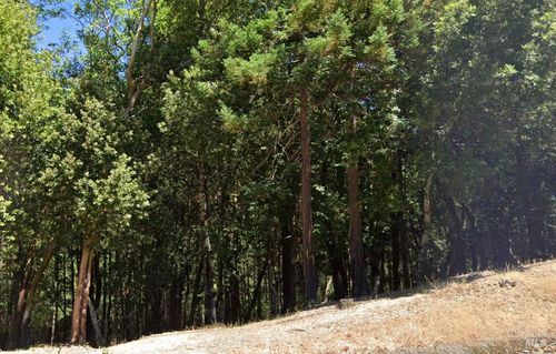 24921 Clover Rd, Willits, CA, 95490-9582 | Card Image