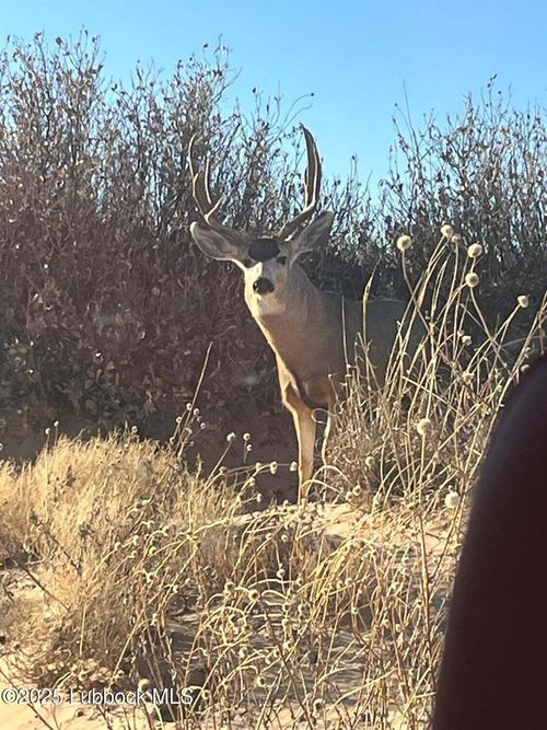 1585 County Road 95, Morton, TX, 79346 | Card Image