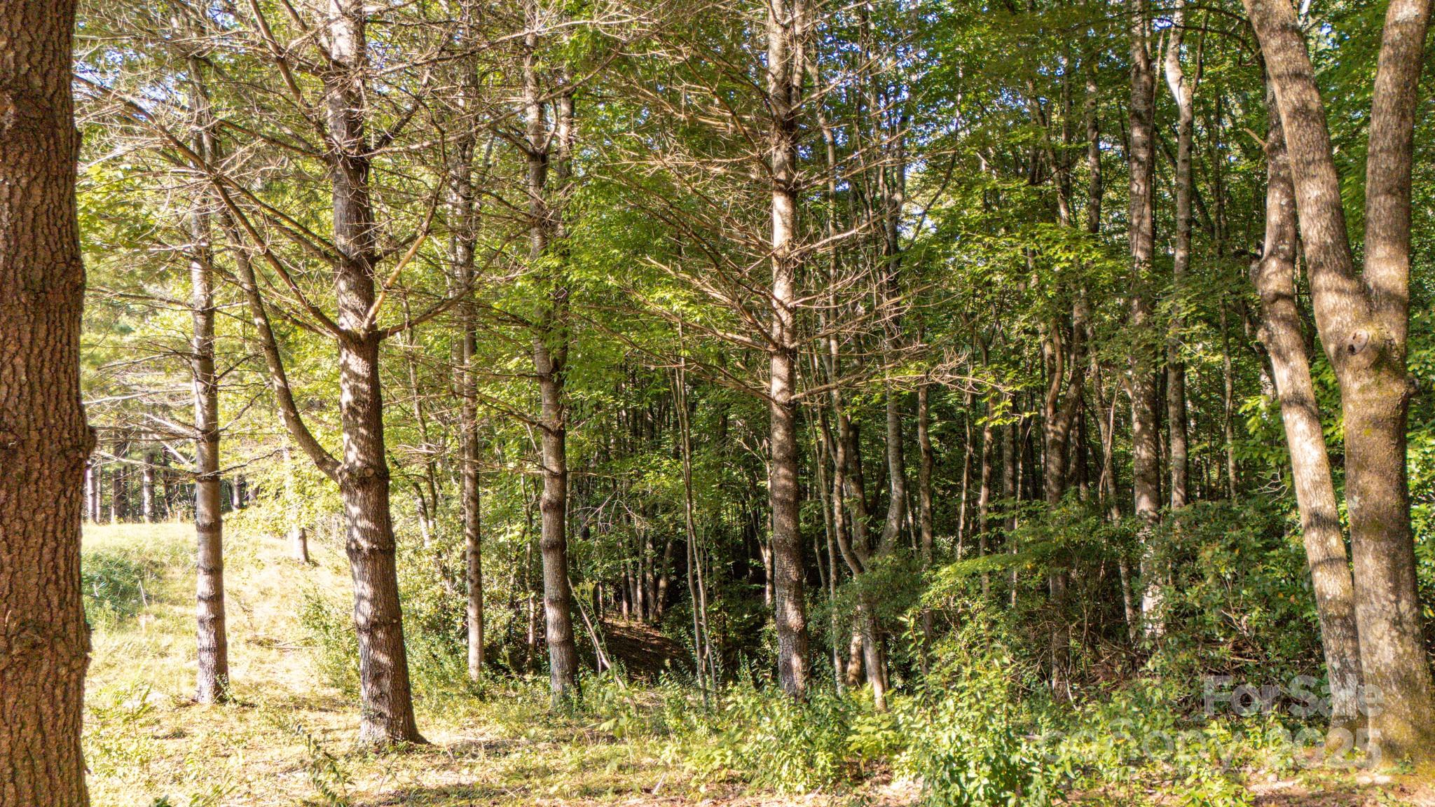 Land in Spruce Pine 3
