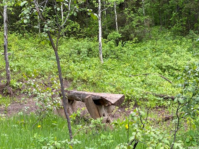 View of local wilderness | Image 76