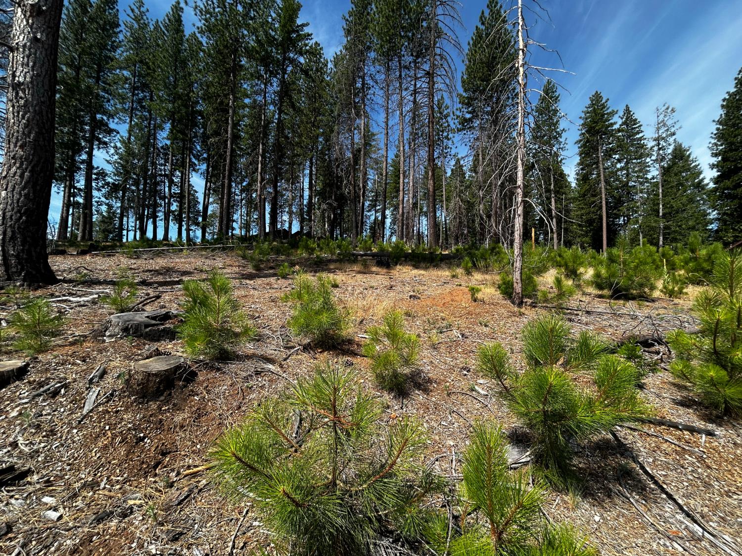 Land in Grizzly Flats 5