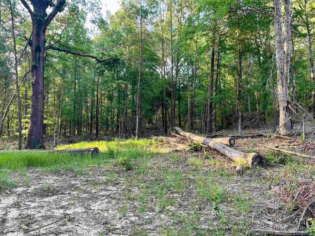 2735 Brandy Rd, Home with 0 bedrooms, 0 bathrooms and null parking in New Diana TX | Image 4