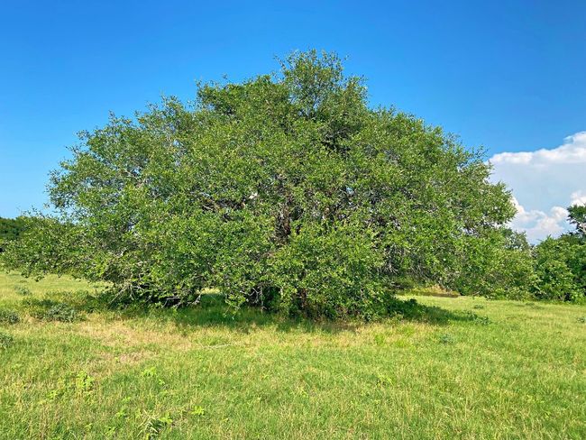 View of undeveloped land | Image 29